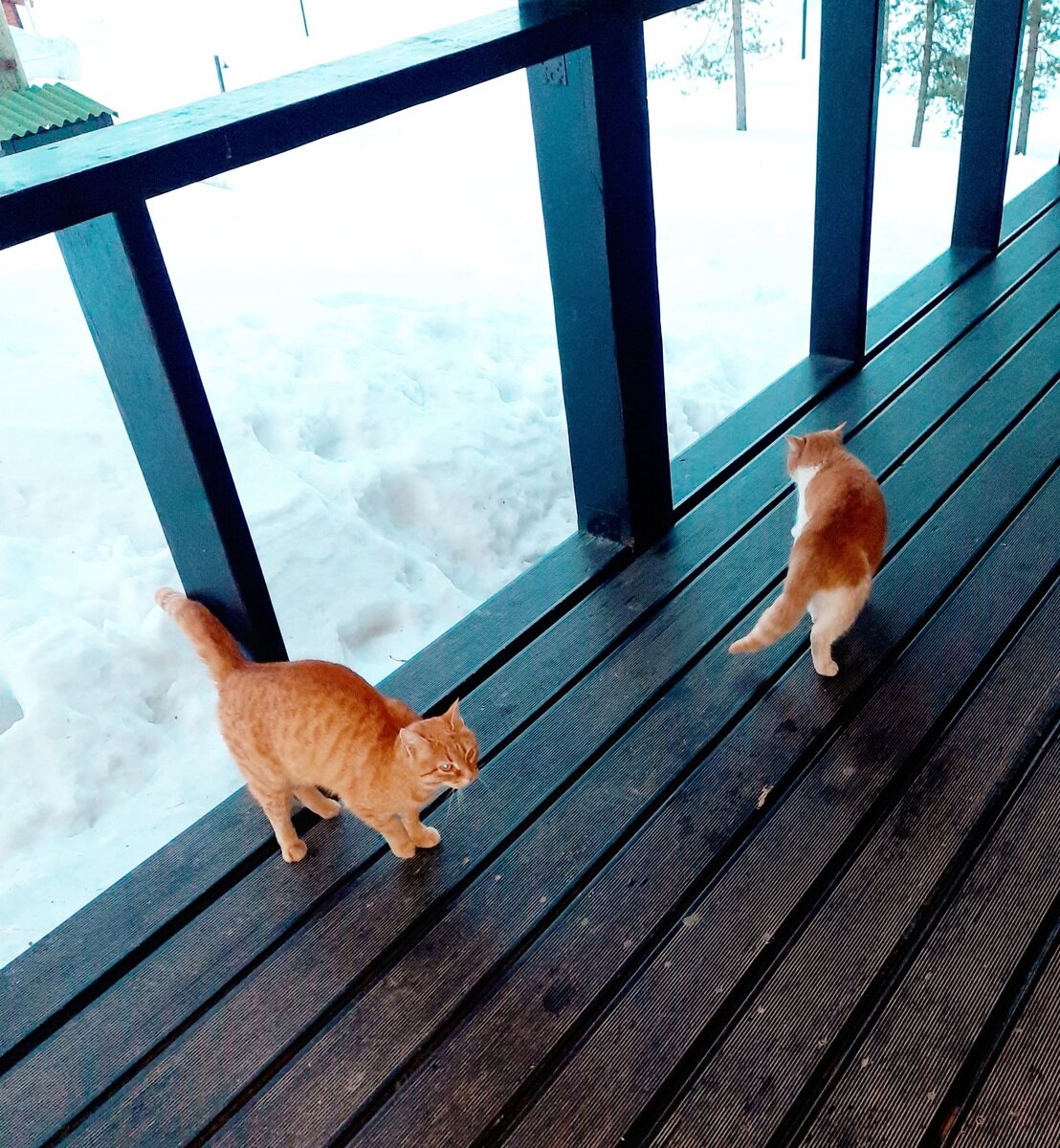 Фото 20 из отзыва о базе отдыха Annilahti (Аннилахти)