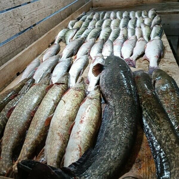 У Новикова, Астраханская область: фото 5