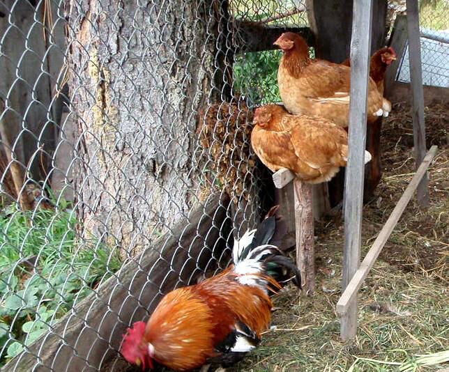 Хозяйство | Домики под горой, Горный Алтай (Республика Алтай)