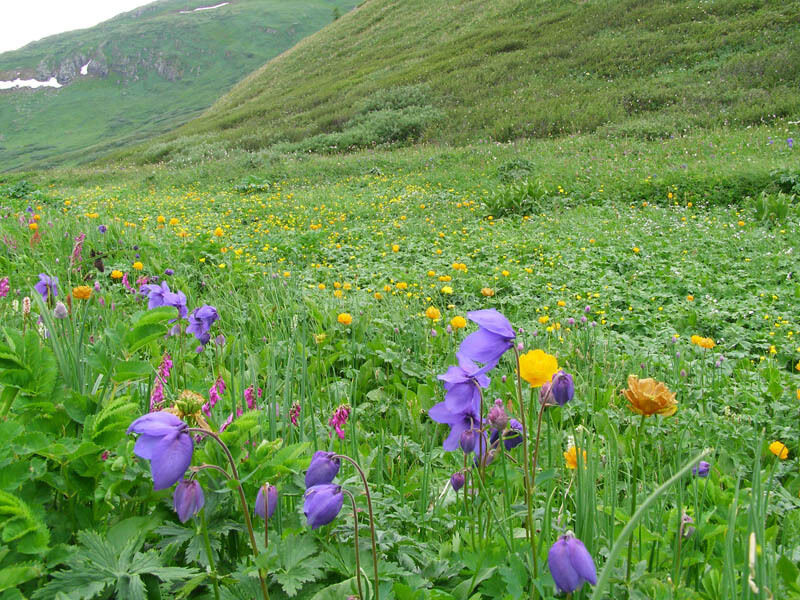 Природа | Приют Альбаган, Горный Алтай (Республика Алтай)