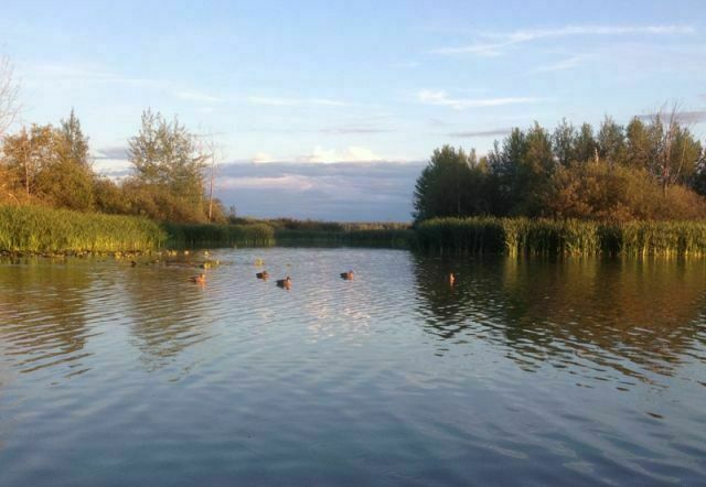 Живописный пейзаж | Белкина Грива, Костромская область