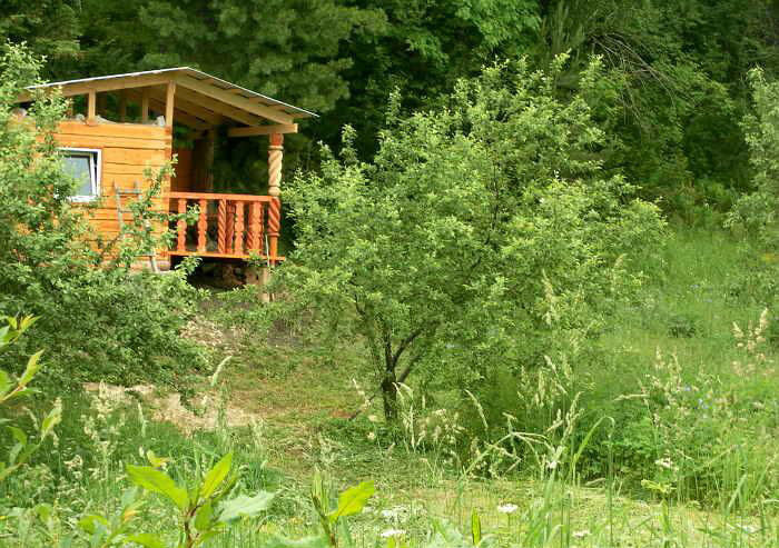 Под кедром | Фруктовый сад, Горный Алтай (Республика Алтай)