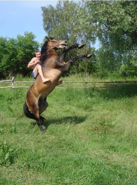 Конь | ЛПХ Бедаревой Т.В., Алтайский край