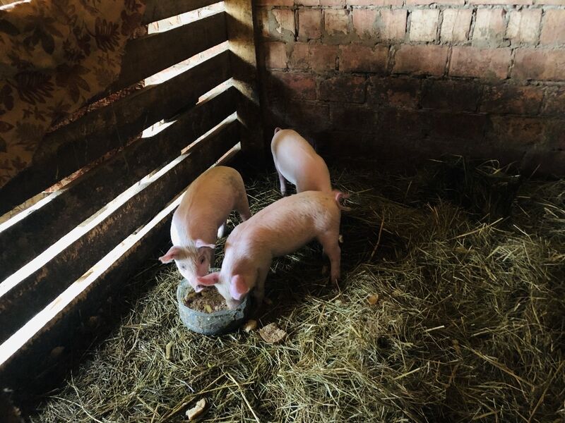 Фото 2 из отзыва о гостевом доме Poseidon Travels