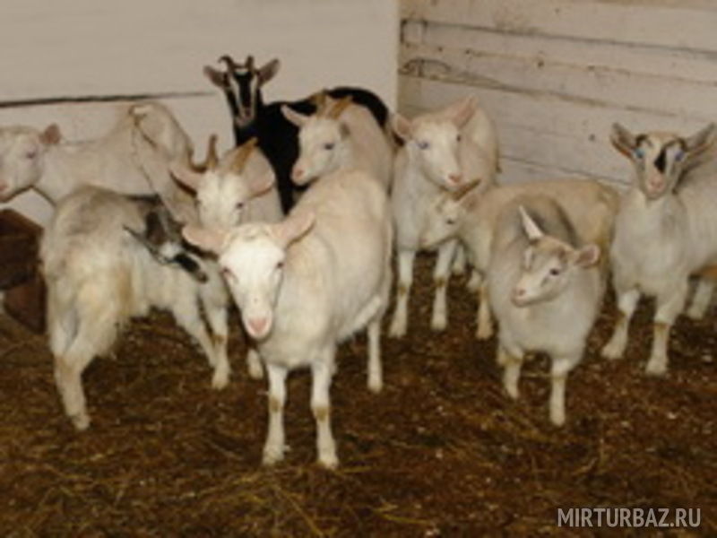 Наши козочки