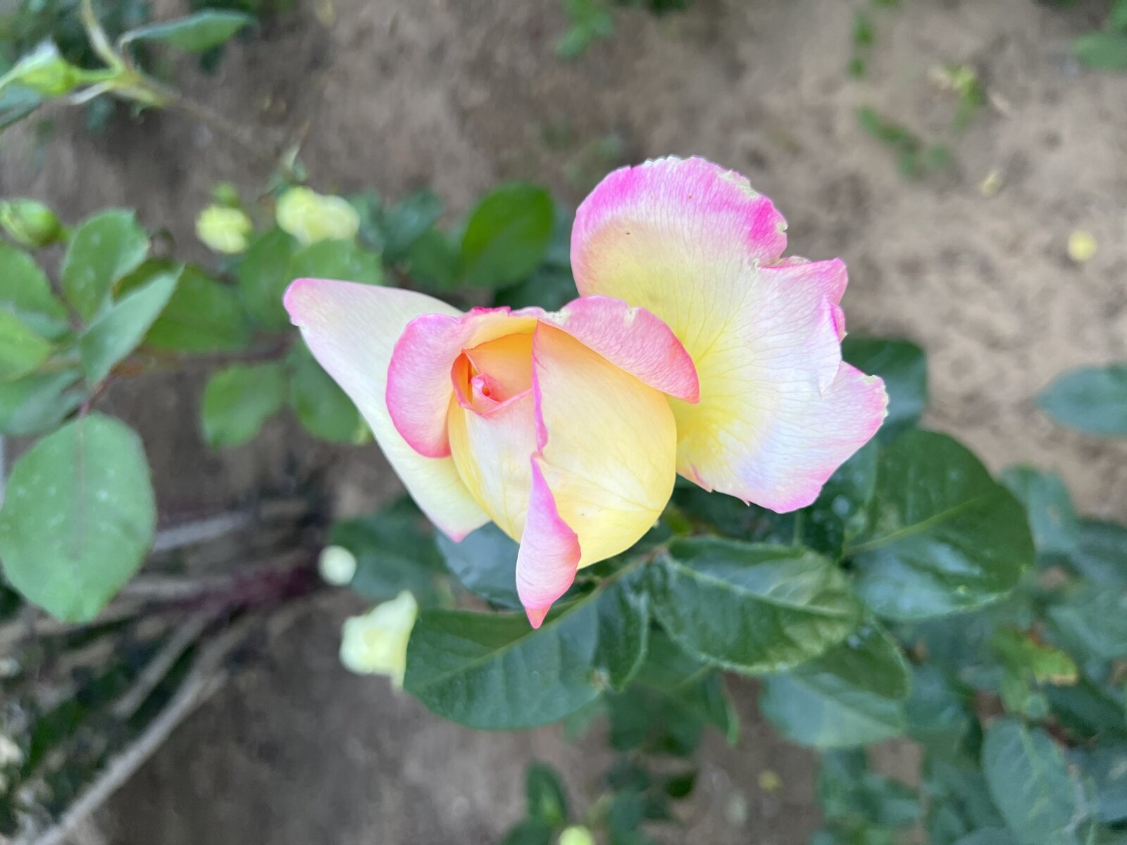 Фото 12 из отзыва о базе отдыха Лазурит