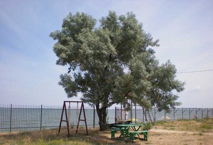 територия | Колос, Краснодарский край