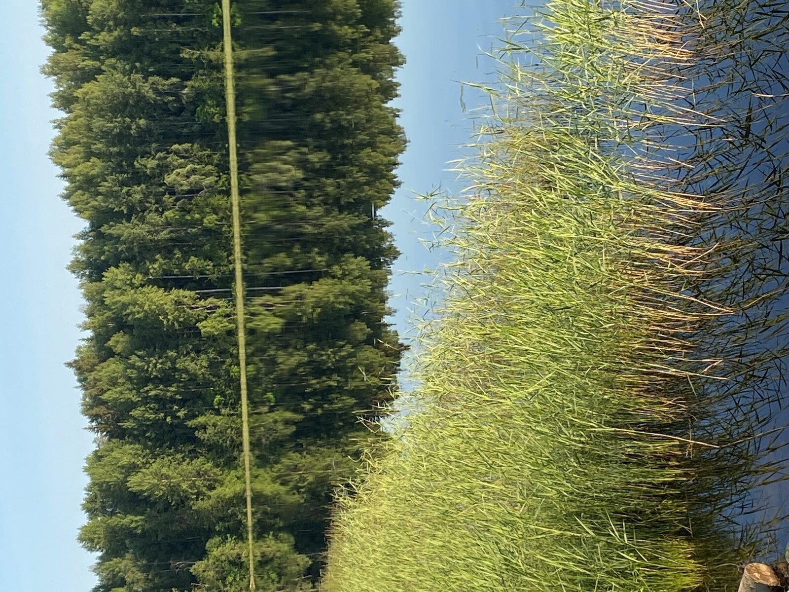 Фото 52 из отзыва о базе отдыха Лесное озеро