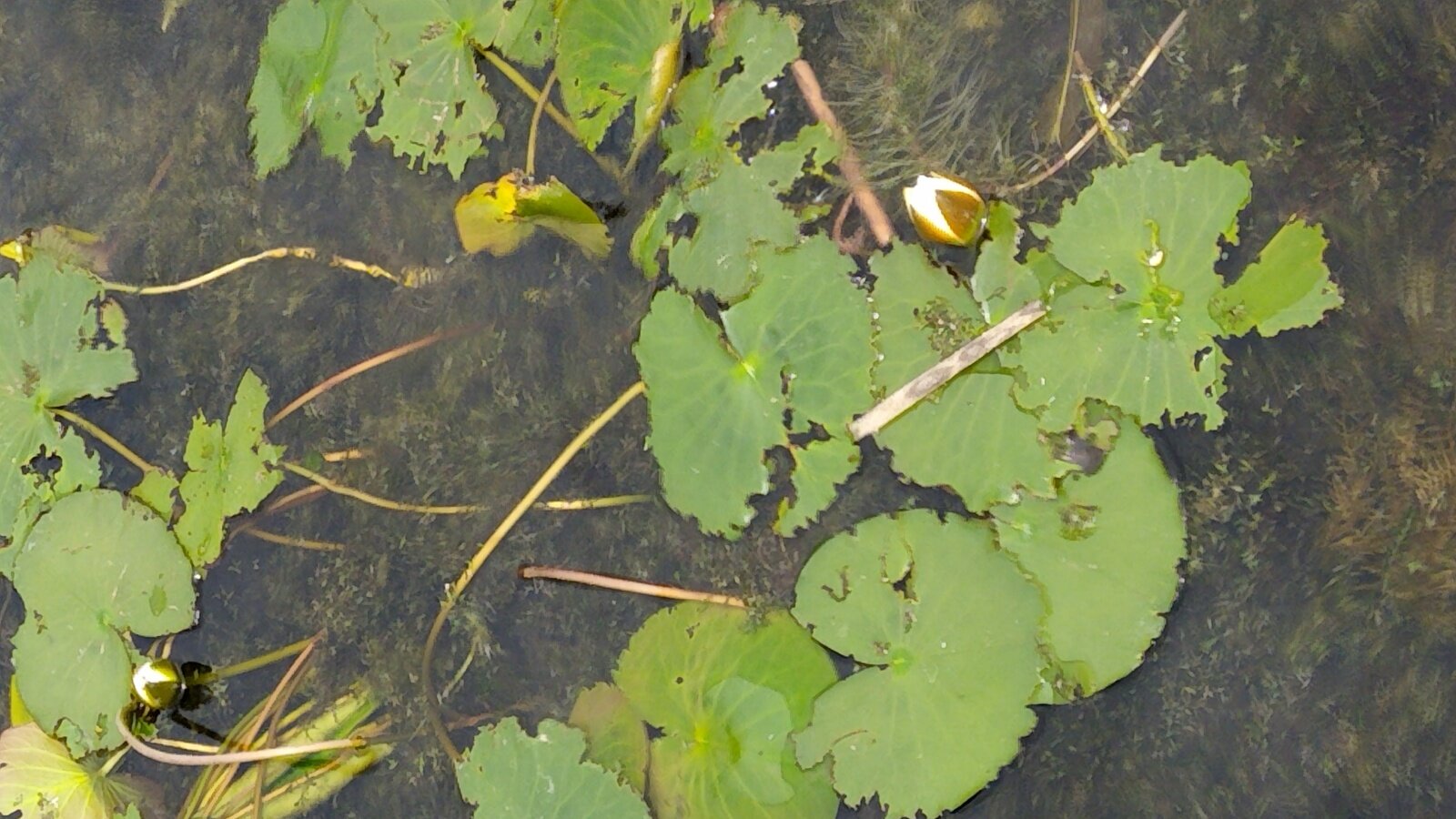 Фото 29 из отзыва о гостевом доме Замок на озере Увильды