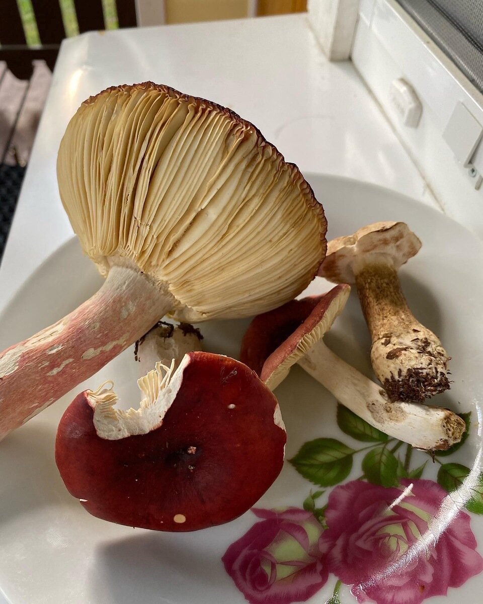 Фото 11 из отзыва о базе отдыха Сямозеро