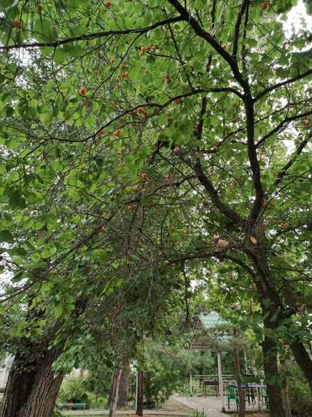 Фото 1 из отзыва о базе отдыха Золотые пески