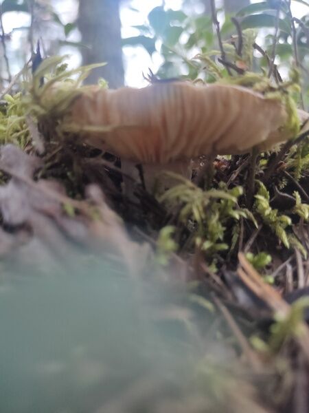 Фото 2 из отзыва о гостевом доме Алавойне