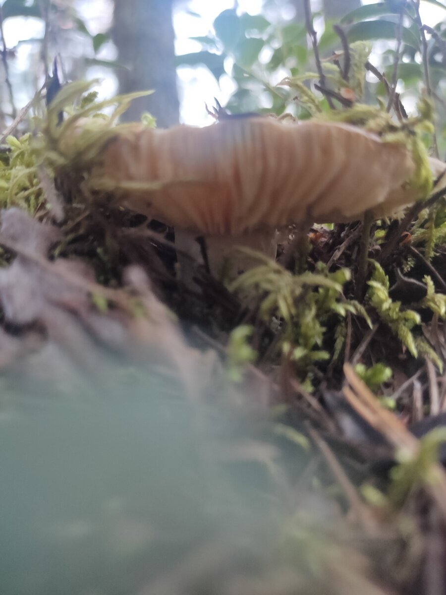 Фото 11 из отзыва о гостевом доме Алавойне