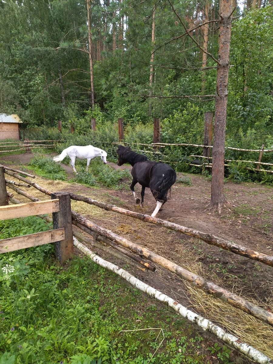 Фото 23 из отзыва об экопарке Лесной ключ