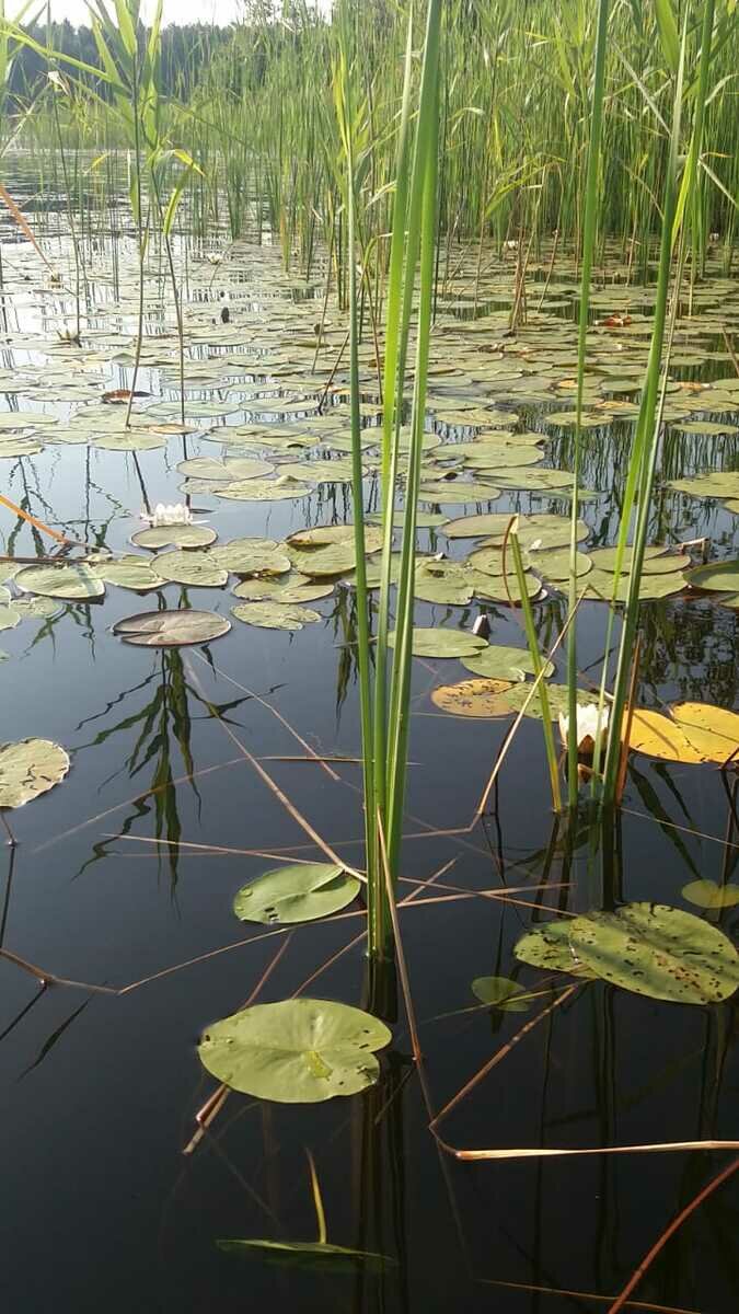 Фото 4 из отзыва о базе отдыха Охотник и рыболов