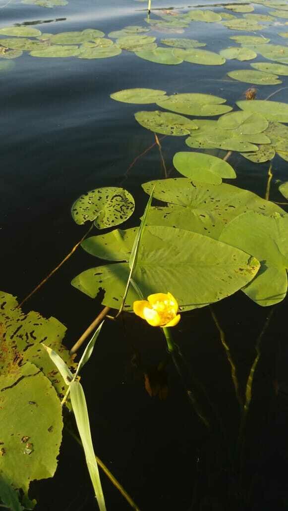 Фото 7 из отзыва о базе отдыха Охотник и рыболов