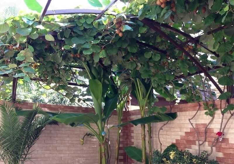 Растенья во дворе | Маргарита, Краснодарский край