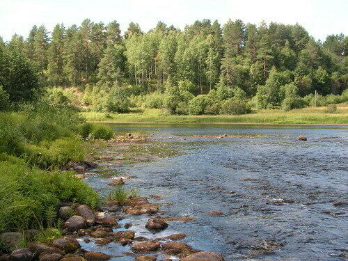 Чистая природа | Каменный Бор, Вологодская область