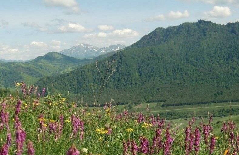 Горы | Дом в Сентелеке, Алтайский край