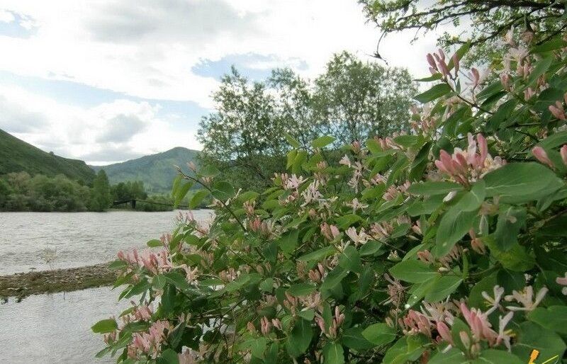 Река | Дом в Сентелеке, Алтайский край