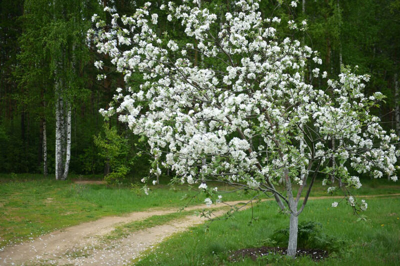 Березовый мостик, Московская область: фото 5