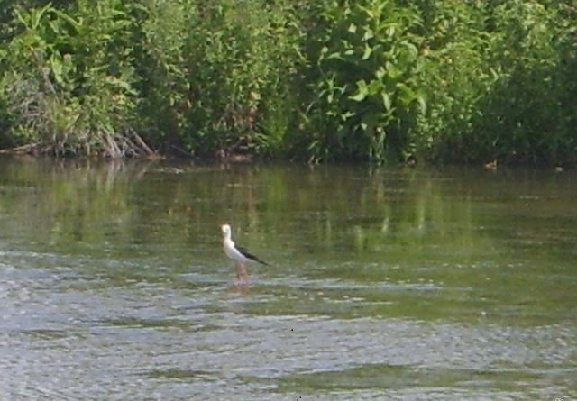 Птица | На Отказненском водохранилище, Ставропольский край