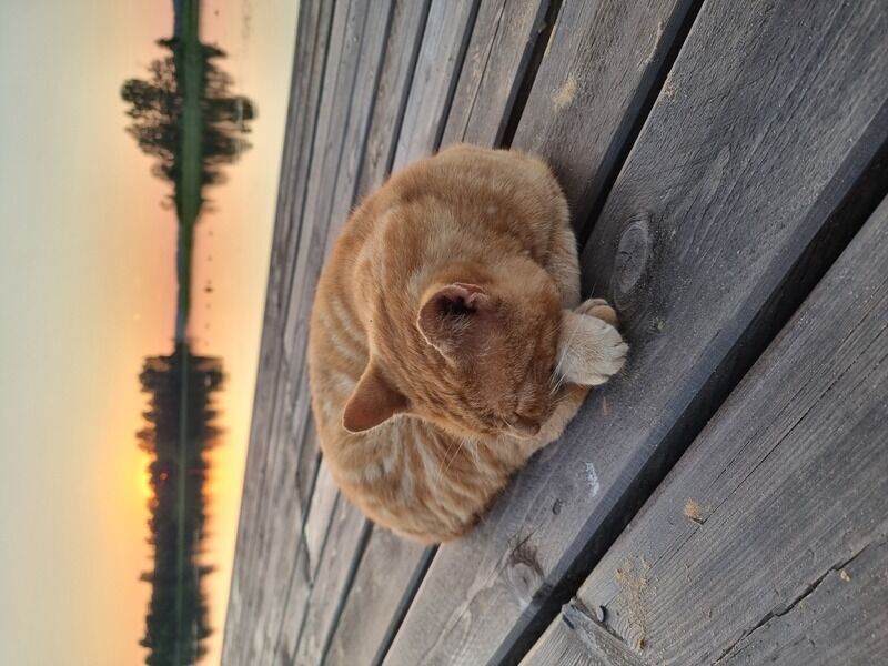 Фото 5 из отзыва об эко-отеле Новый Ковчег