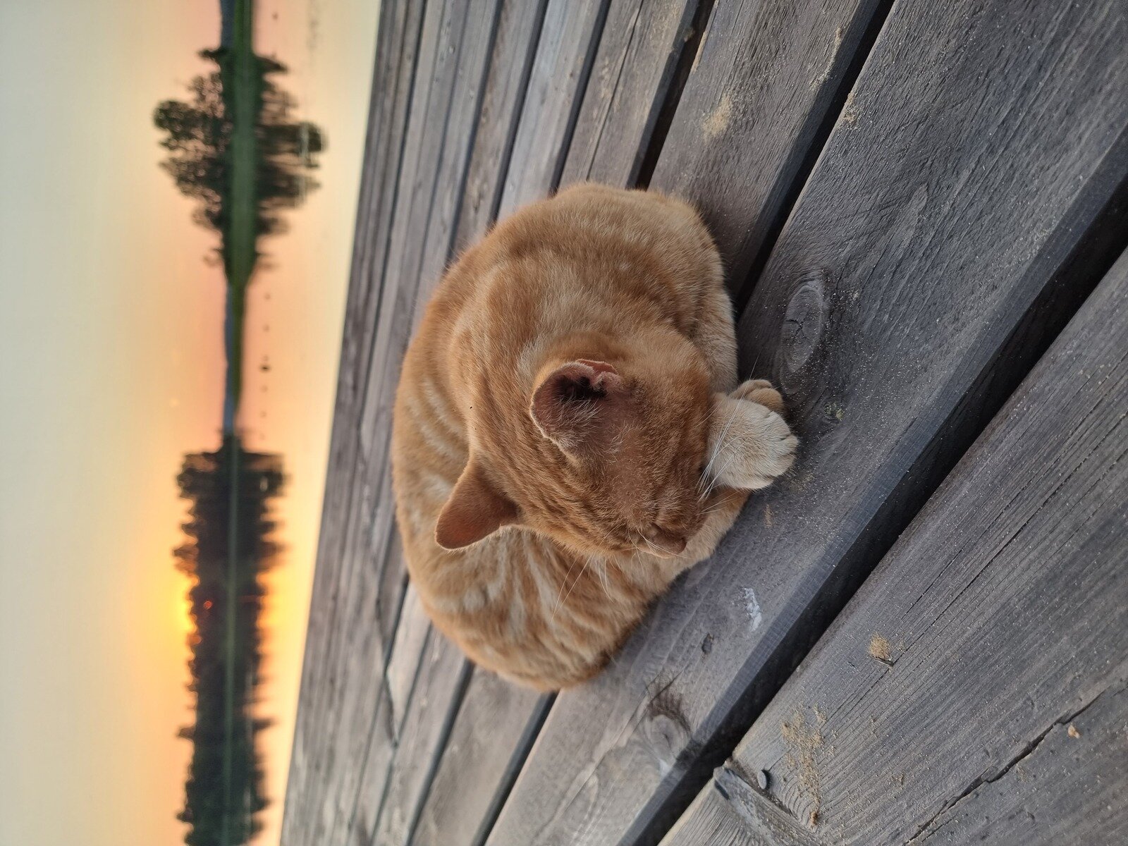 Фото 5 из отзыва об эко-отеле Новый Ковчег