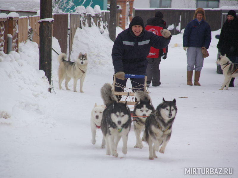 Собачья упряжка