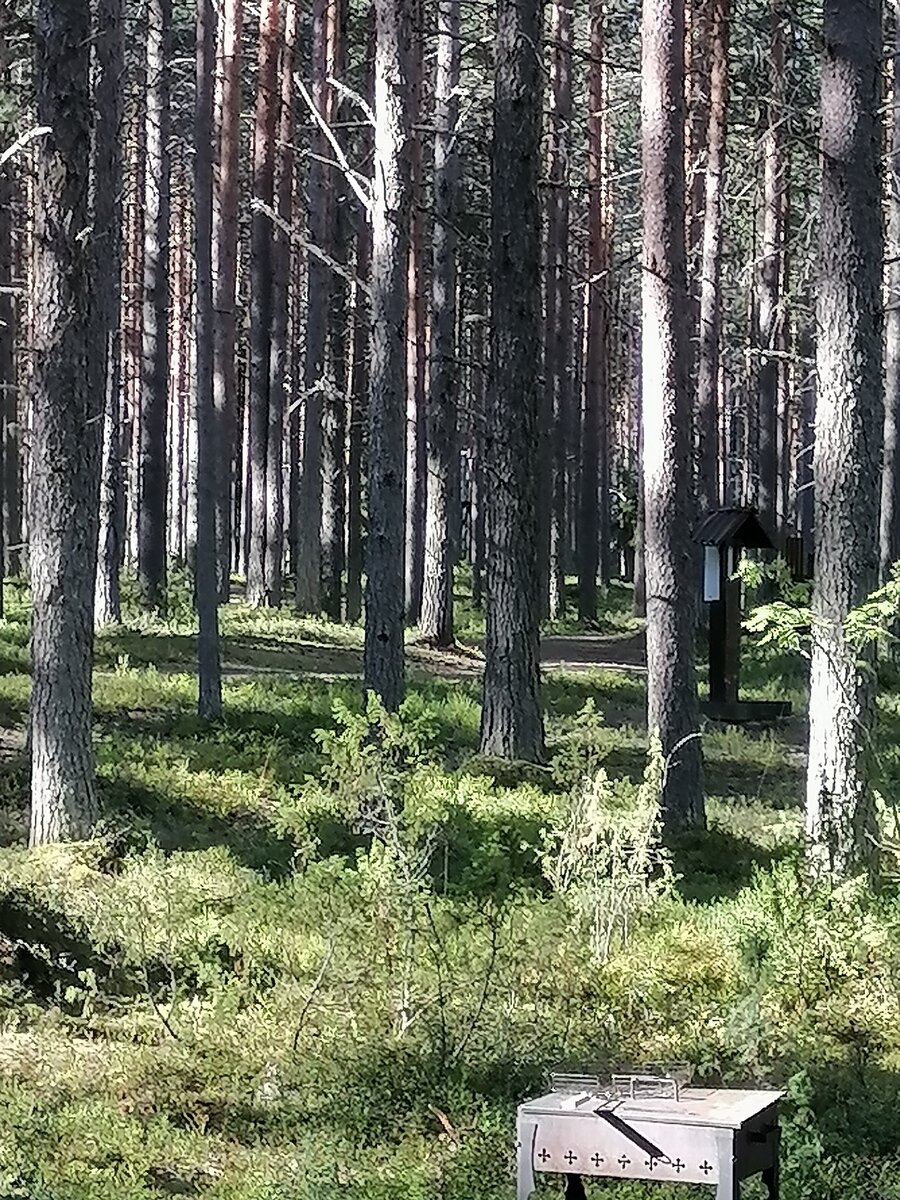 Фото 6 из отзыва о базе отдыха Сямозеро