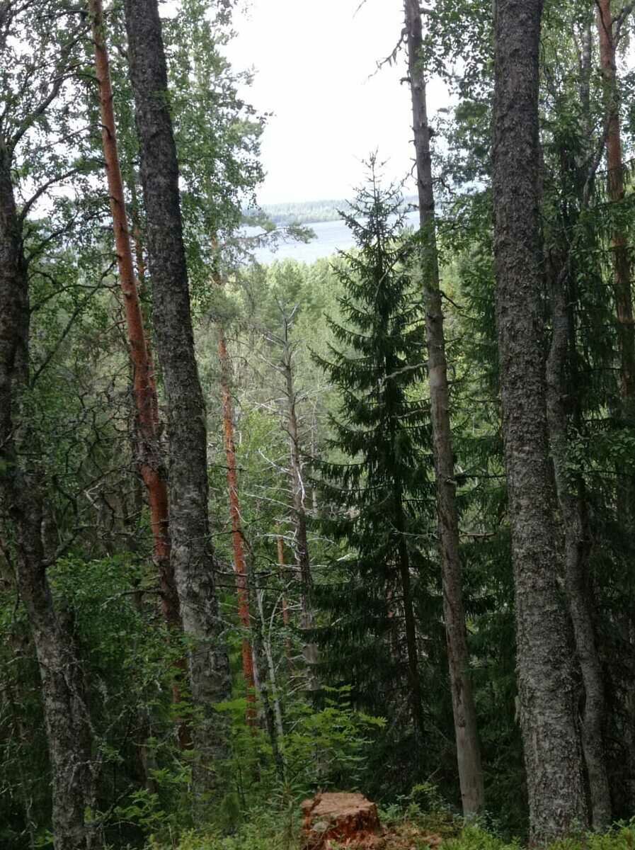 Фото 8 из отзыва о базе отдыха Сямозеро