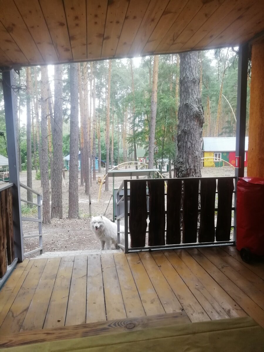 Фото 6 из отзыва о базе отдыха Лесная Дача