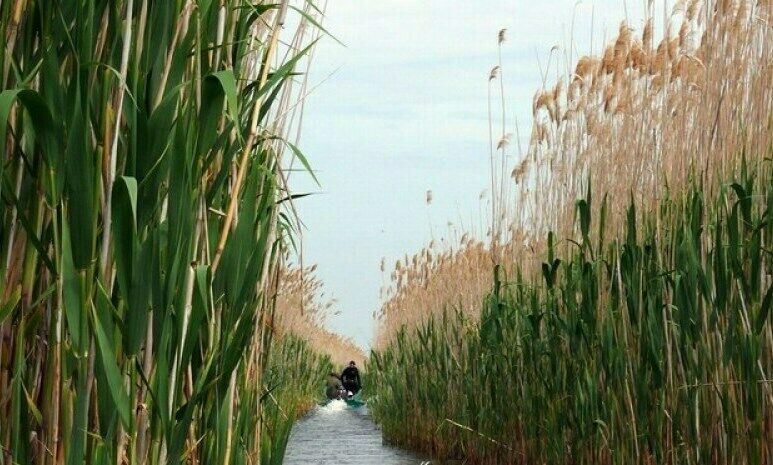 В плавнях | Рыбачка Соня, Астраханская область