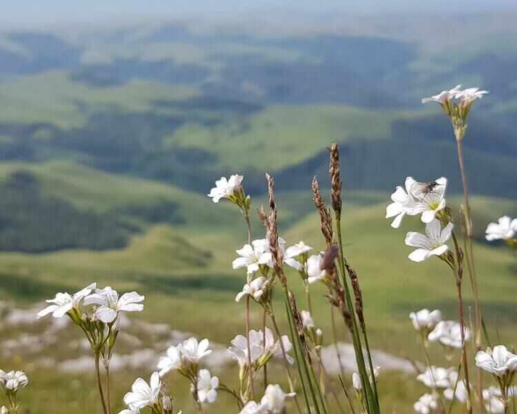 Природа | Островок, Ставропольский край