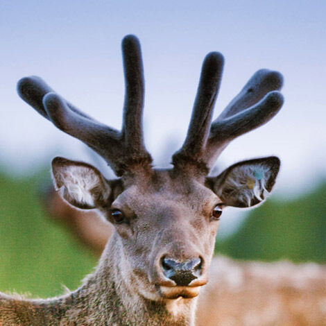 Панты вместо бантов | Милотичи, Калужская область