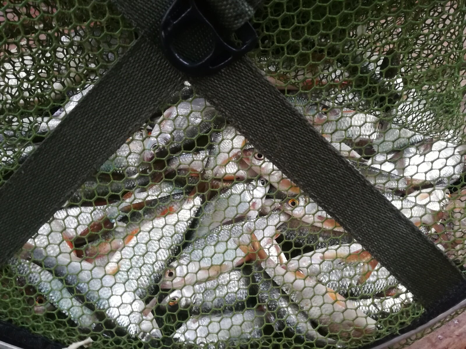 Фото 33 из отзыва о базе отдыха Дон