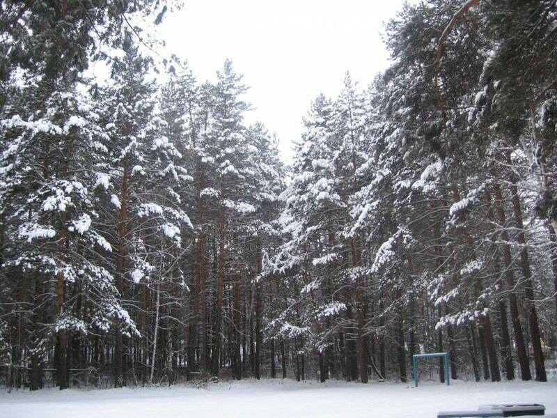 Среди вековых сосен | Седова заимка, Новосибирская область