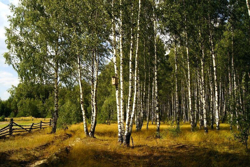 Алино, Тульская область: фото 5
