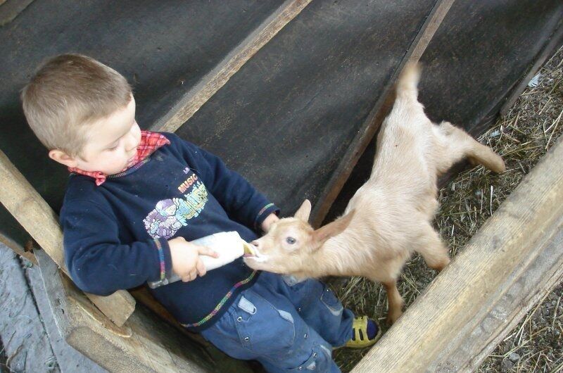 Коза | Чарышский берег, Алтайский край