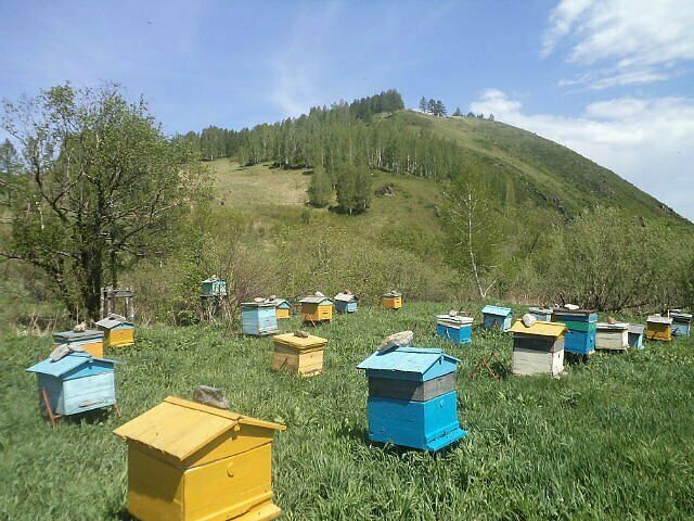 Гостевой дом Пасека Высокогорье, Алтайский край, Чарышское 