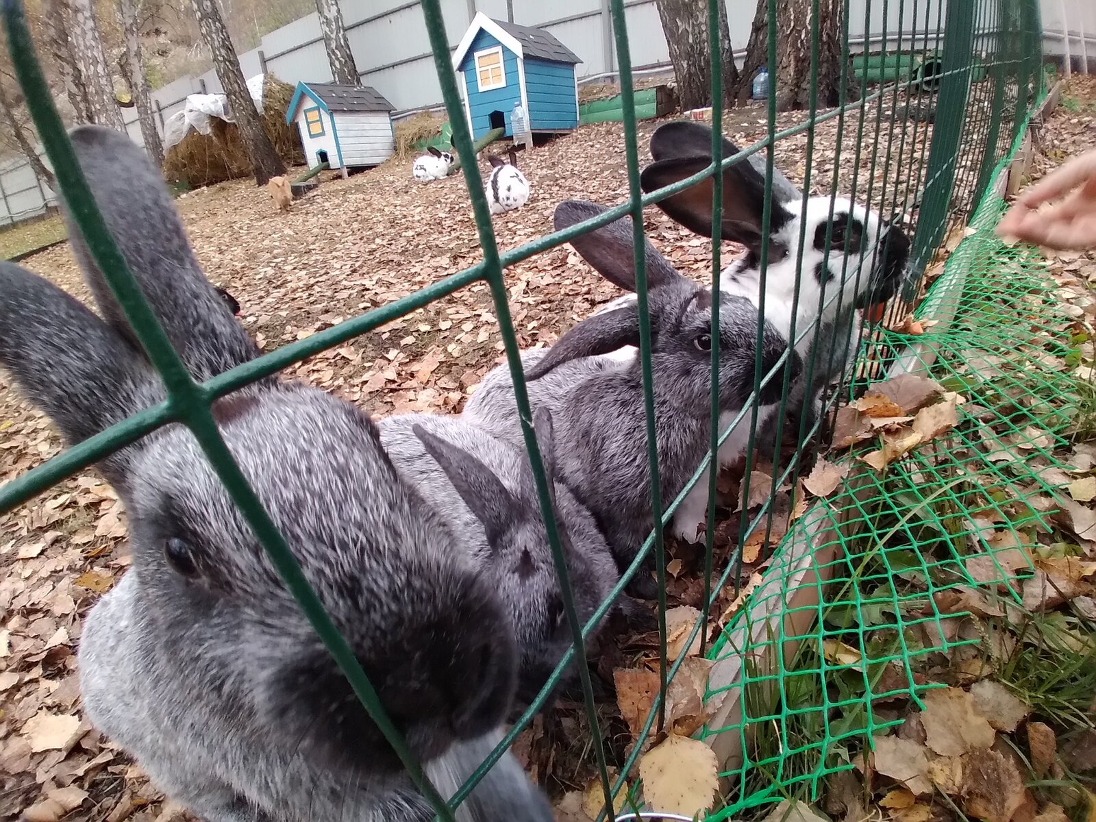 Фото 7 из отзыва о базе отдыха Манская петля