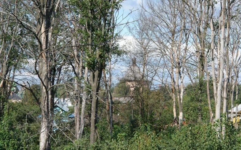 Природа вокруг | Серебряный век, Владимирская область