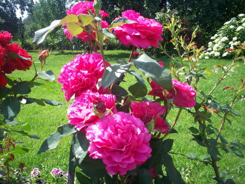 Розы | Валентина, Владимирская область