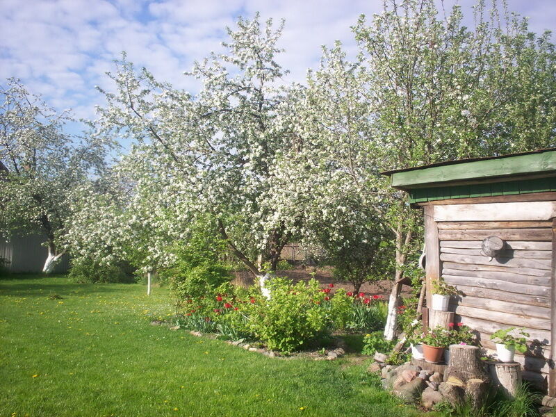 Весенний сад | Валентина, Владимирская область
