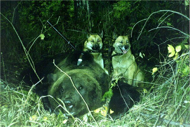 Охота | Шамья, Ханты-Мансийский автономный округ