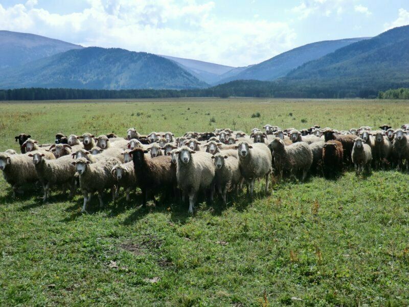 Бараны | Зеленый берег, Алтайский край