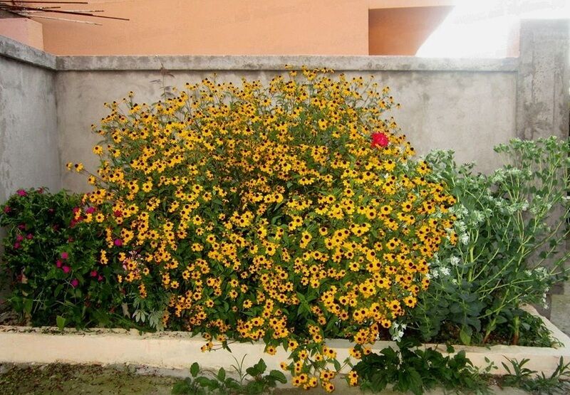 Во дворе | Виолетта, Краснодарский край