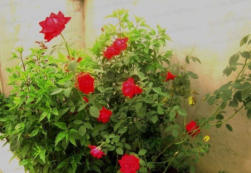 Во дворе | Виолетта, Краснодарский край