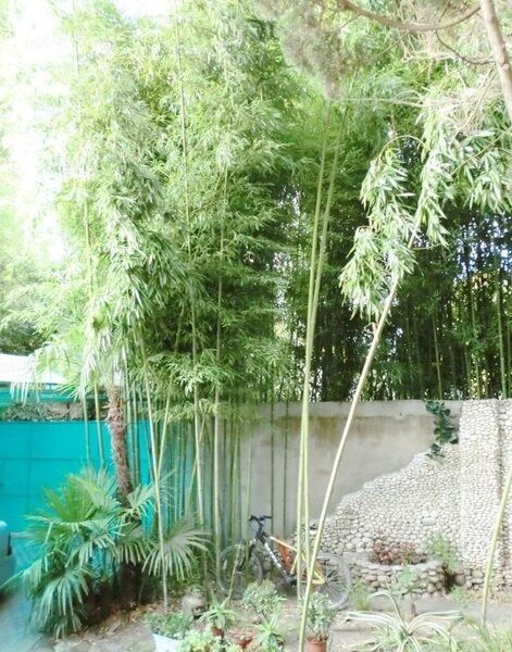 Двор | Шалом, Краснодарский край