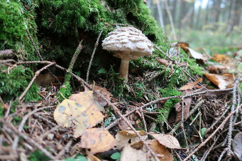 Фото из отзыва от 11.10.2022